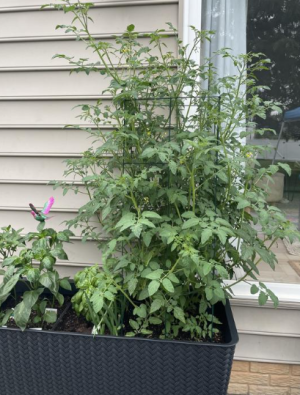 Готовая грядка на ножках Сплендор (Splendor) антрацит